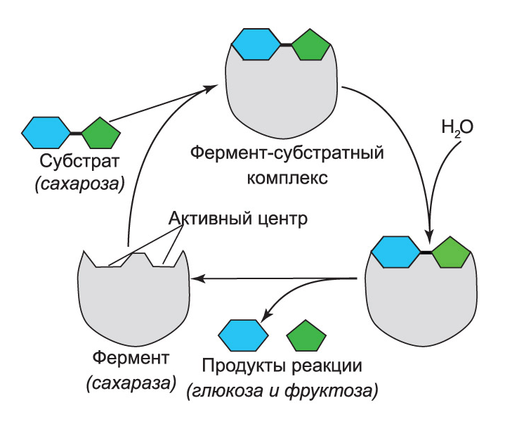 Общий принцип инверсии саара ферментами.