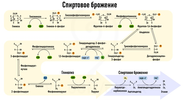 Более детальная схема спиртового брожения.