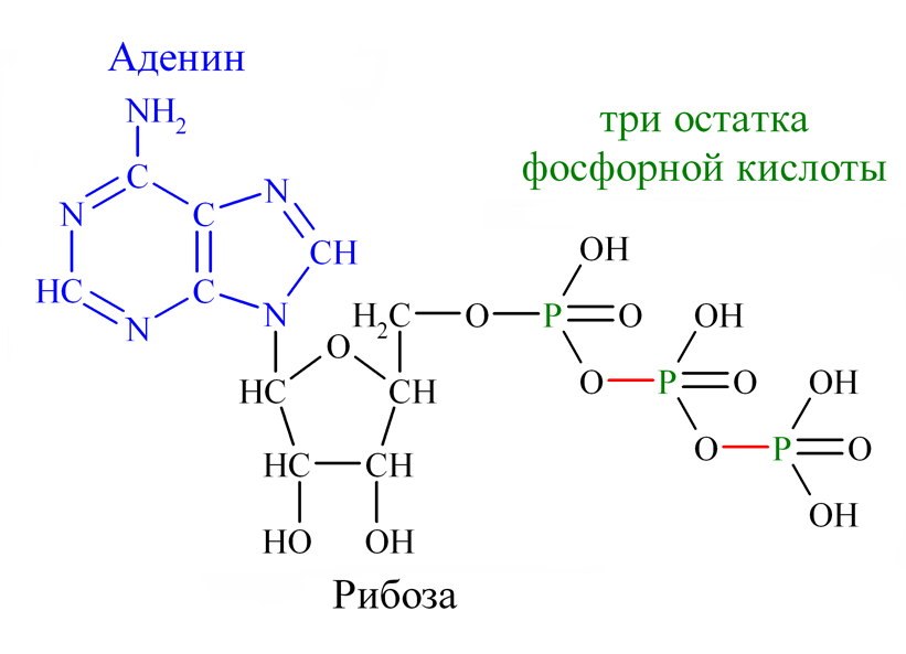 Структура АТФ