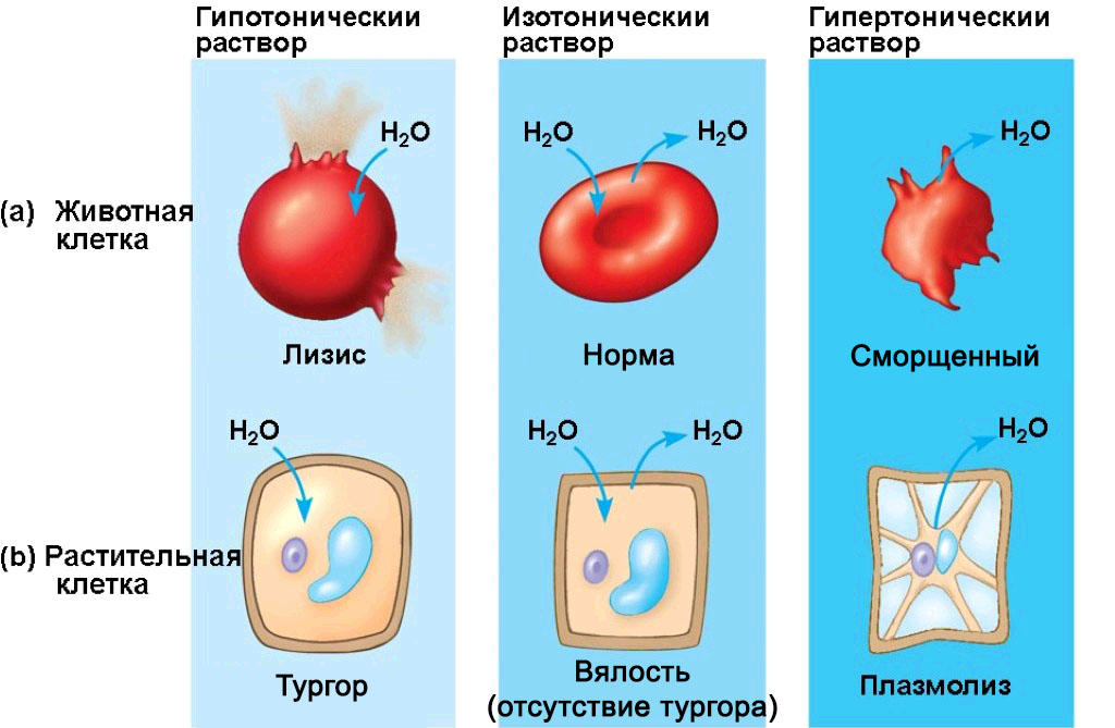 Поведение клетов в растворах
