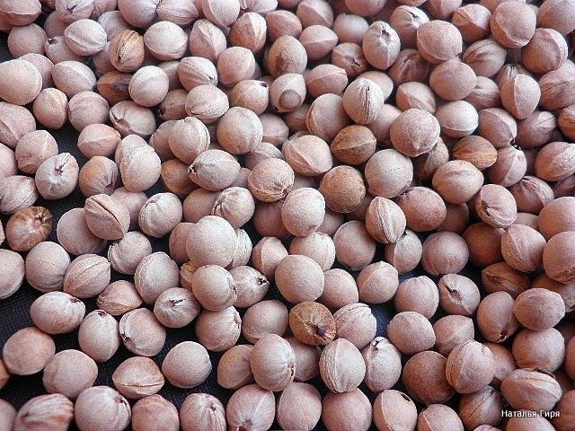 Семена и косточки вишни войлочной описание, условия выращивания, посадка, размножение, уход, обрезка, сорта, польза, использование, противопоказания и ...